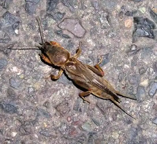 蝲蝲蛄是一种危害很大的昆虫,它以掘土为生,其学名叫蝼蛄