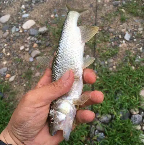 三月下雨后,溪流手竿爽钓"马口"鱼技巧,纯干货!