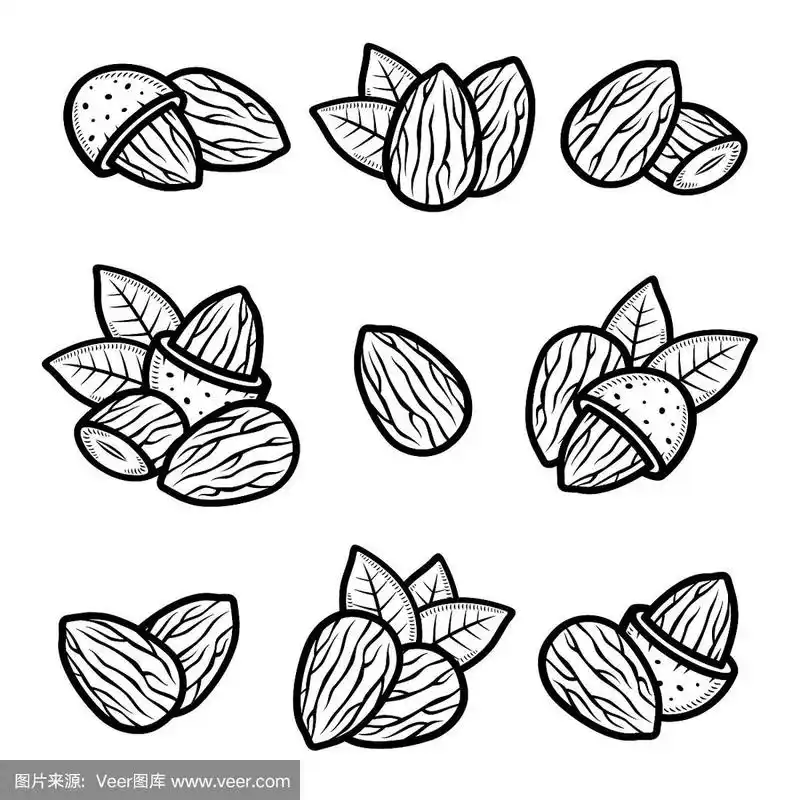 矢量,计算机图标,杏仁,农业,可爱的