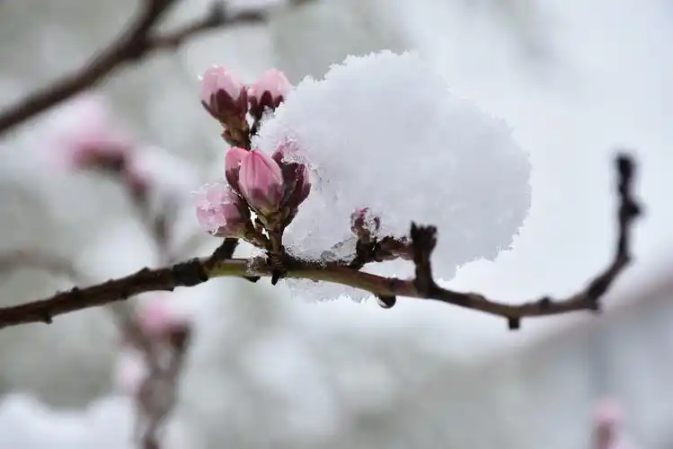 阳春三月桃花雪