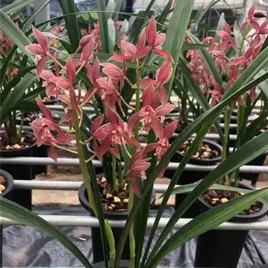 秋榜喜洋洋母苗带一花苞偏远地区不包邮