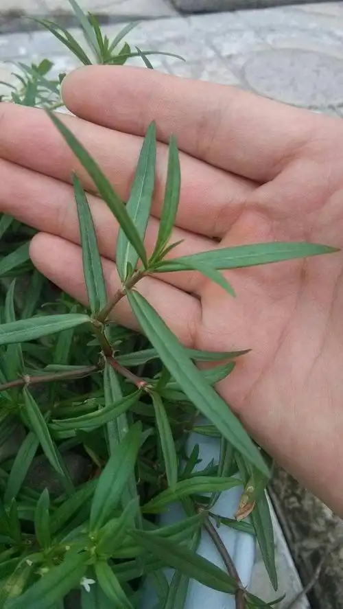 蛇总管曾被农民朋友们厌恶殊不知是毒蛇的克星如今很少见了