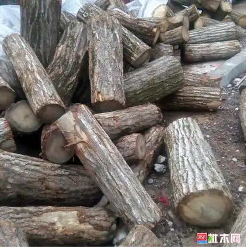 销售白青冈原木,锯材,干燥