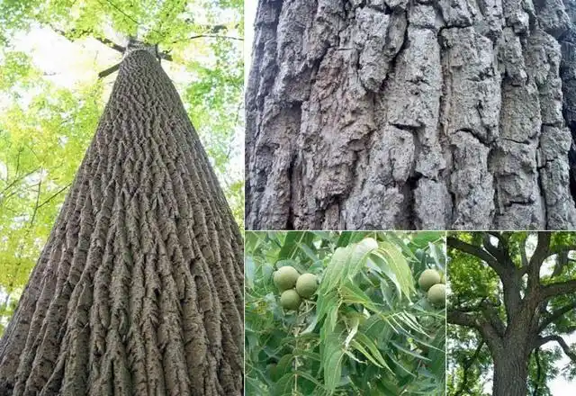 黑胡桃(juglans nigra)是在美国生长的六种核桃树之一.