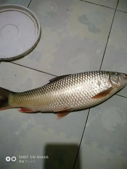 新地方第一钓,钓了条红眼. - 钓鱼之家