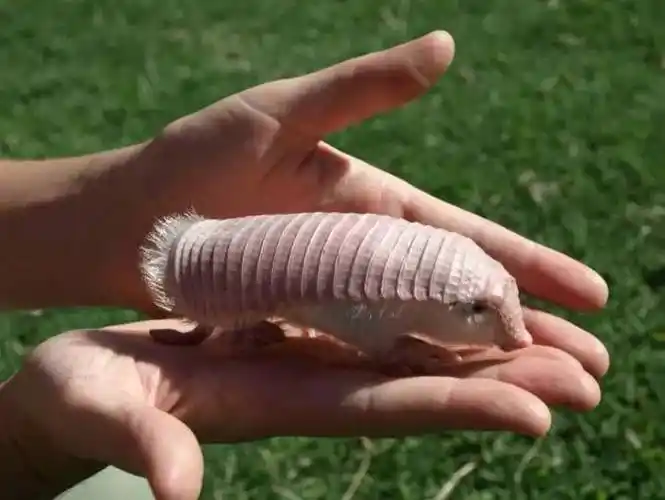 倭犰狳烙饼章鱼捻角山羊剑吻鲨猫猴巴氏豆丁海马海蛞蝓霍加狓乌萨巴拉