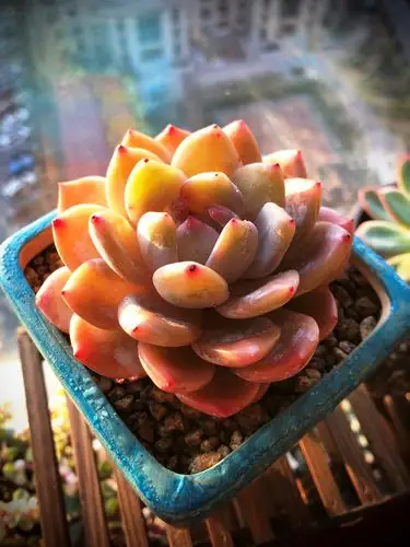 多肉植物,简单生活里永恒的一道风景