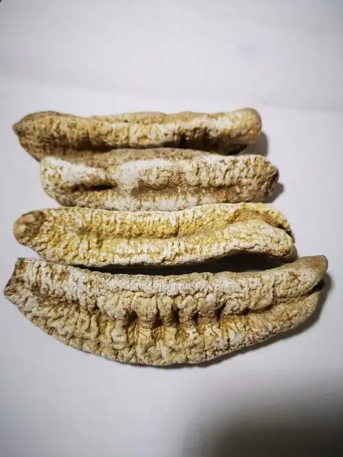 白玉参,大小有10cm左右.