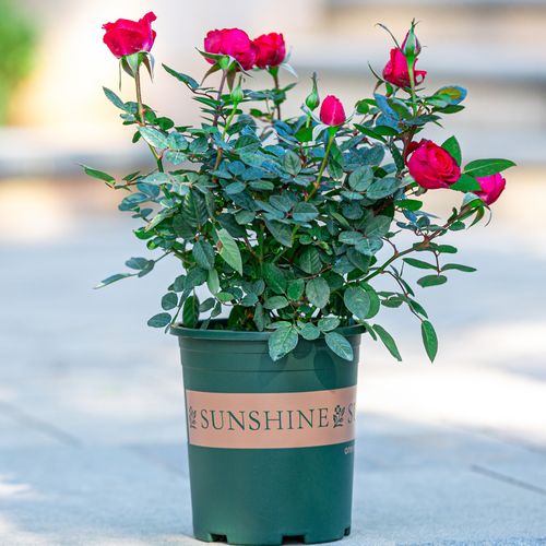 玫瑰花盆栽花苞室内阳台四季开花植物室外花卉时令草本花卉