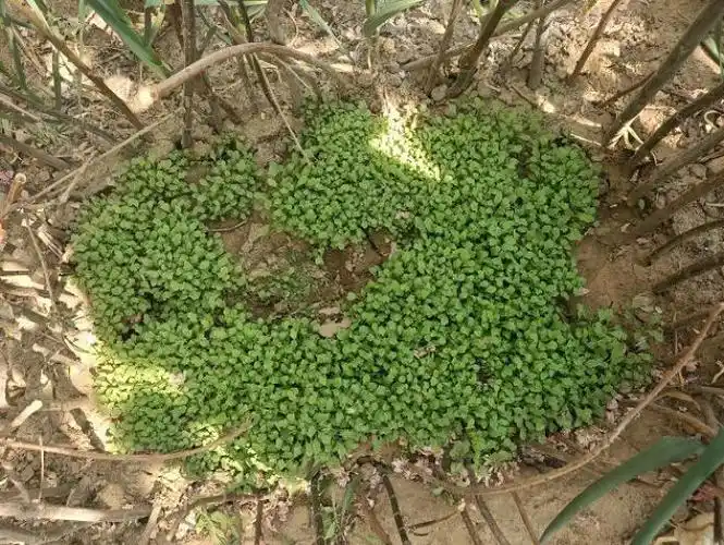 种植罂粟幼苗用于观赏,这样的行为依然违法_澎湃号·政务_澎湃新闻