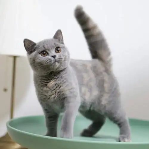 反正我喜欢可绝育可带繁育权#吸猫  #英国短毛猫  #英短蓝猫