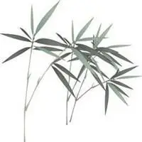 竹子头像图片唯美图片大全【点击鼠标右键下载】