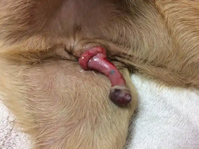 dog canine puppy paraphimosis receiving veterinary treatment at