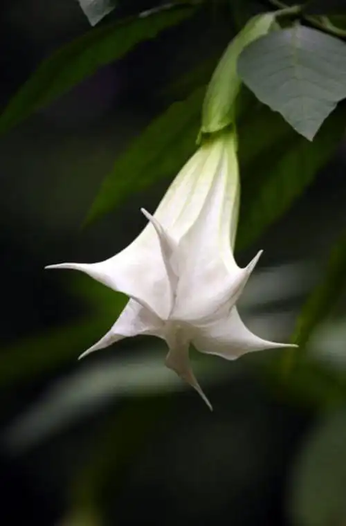 木本曼陀罗花单生,喇叭状下垂,长达20余厘米,极其美丽.