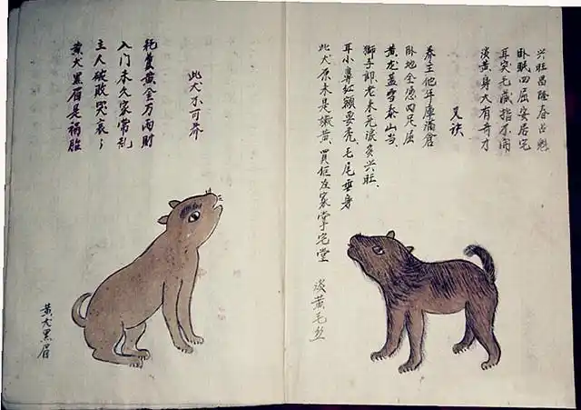 打狗运动,偷狗,毒狗,吃狗…,曾经的那些各色土狗再也难以见到了