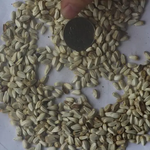 红花种子 优质草红花籽 藏红花 刺红花子 颗粒饱满 四季易种植