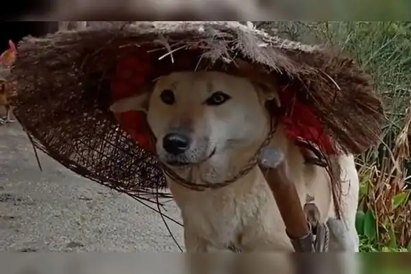 铲屎官给狗子做了一个草帽一把剑戴在身上还真像是武林高手的样子