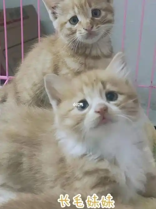 送:过渡猫粮   地址波斯猫和橘猫杂交图片波斯猫和橘猫串波斯猫和橘猫