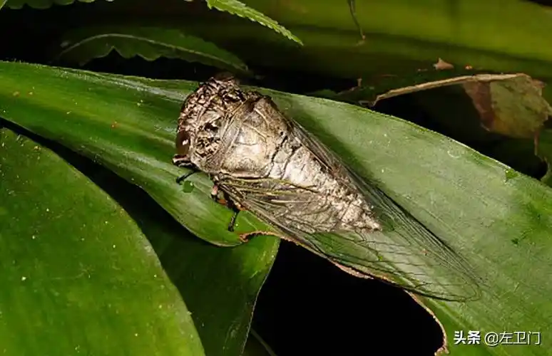 原创10种常见的蝉你知道哪几种