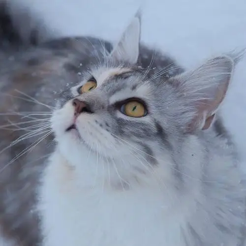 想求可爱的缅因猫猫图