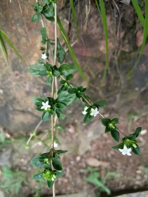 白马骨(茜草科 白马骨属)