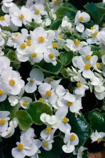 begonia semperflorens olympia white 四季秋海棠"奥林匹亚白"