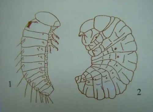 菜豆象的简笔画步骤