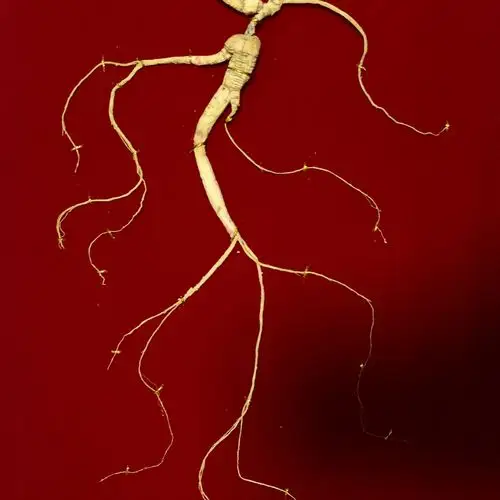 野山参礼盒带国检证书 东北长白山 人参 80cm 30年顺丰包邮可选参