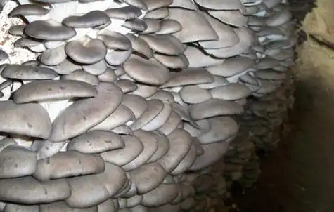 平菇圆柱式高产栽培新技术