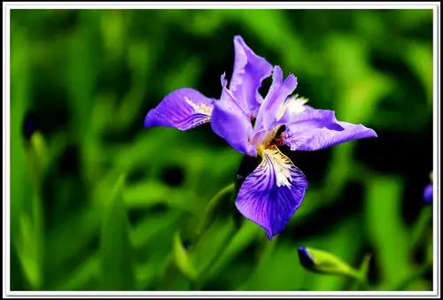 346杂文随笔马兰花