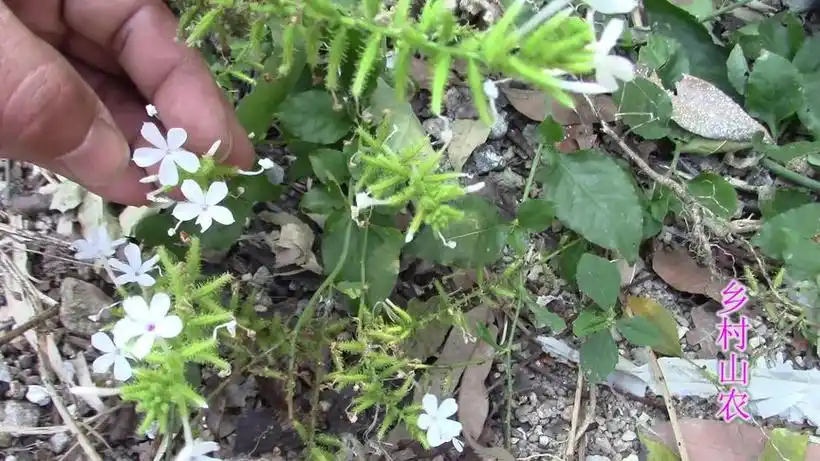 珍贵而稀少的白花丹,有什么用途你知道吗?来听听山农是怎么说的