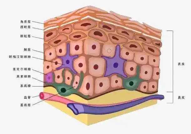 虽然会让表皮肤色加深,但却能帮助表皮细胞阻挡紫外线的损伤