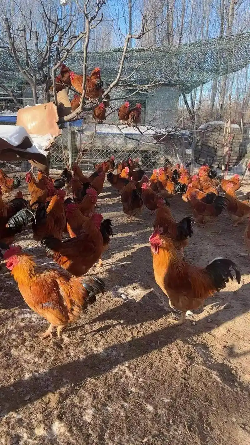 自家养的散养红玉大公鸡,五斤多的活鸡100元一只,处理加10 - 抖音