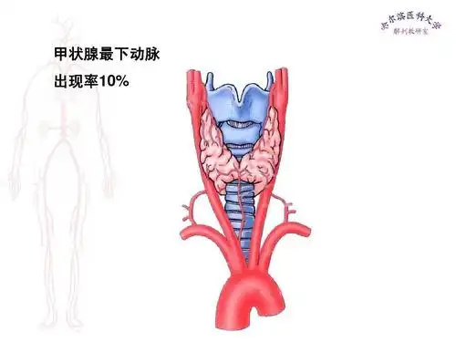 甲状腺最下动脉 出现率10%