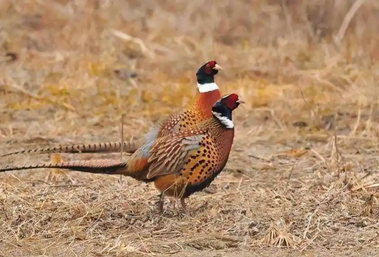 原创东北野鸡满天飞为何吃货却不敢下嘴因为真没人能惹得起