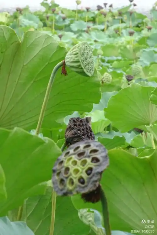 八月莲花池:满池莲蓬(二)