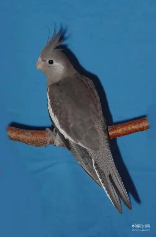 玄凤鹦鹉品种及图片