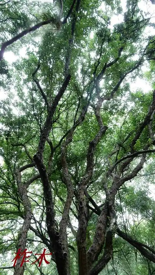 诗经里的植物辨识二十双重身份柞木属之柞栎棫