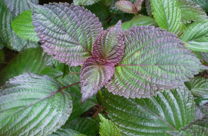 紫苏叶长在哪紫苏叶长在哪紫苏叶长在哪