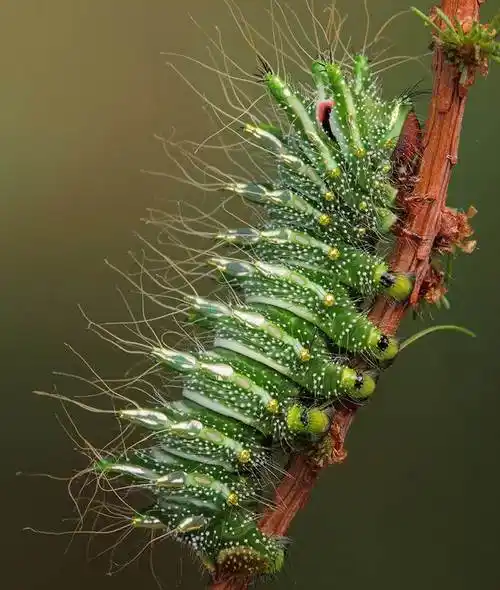 毛毛虫图片大全 恶心毛毛虫图片大全