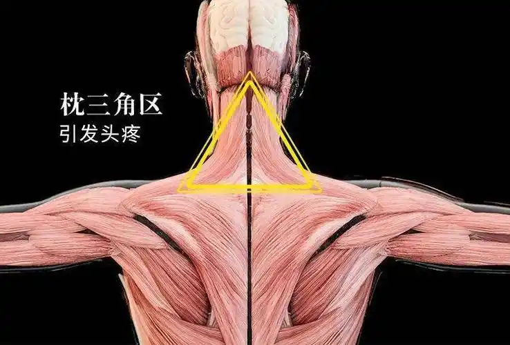 1,颈部金三角:怕受寒5个致病三角区保护好这