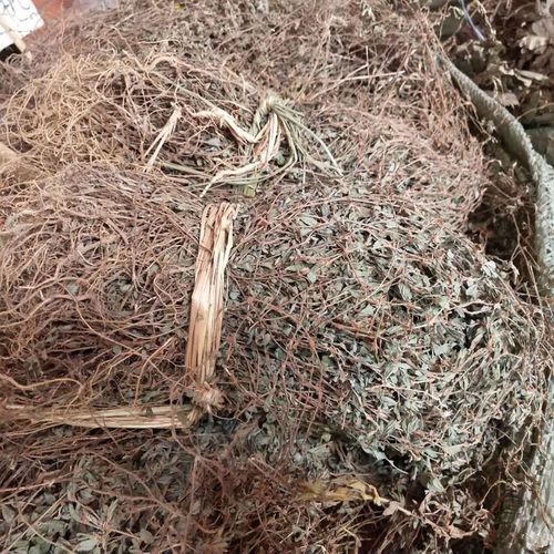 人字草三叶人字草苍蝇翅掐不齐【图片 价格 品牌 报价】-京东