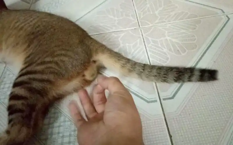 千万不要弹猫蛋蛋o07ωo会被咬的つд63