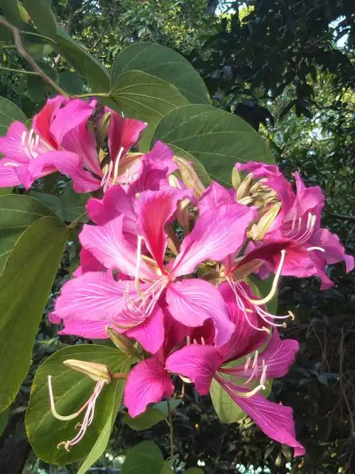 紫荆花盛开的季节