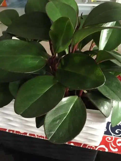 叶子圆圆的厚厚的绿植叶子圆圆的植物