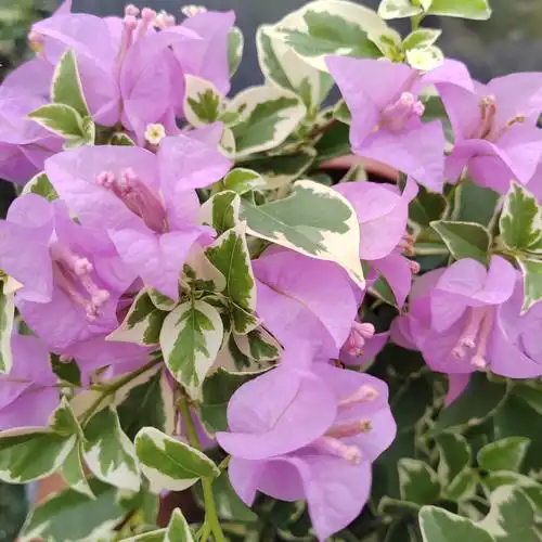 银边浅紫三角梅水仙子盆栽带花四季勤花品种伊娃爬藤飘枝阳台花卉