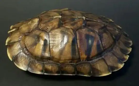 天圆地方之乌龟壳这是一个行走的小宇宙以及五花八门的养生学