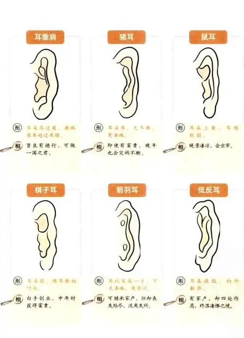 土耳一生福气贵——耳孔长毛阳寿命高