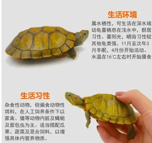 商品描述品牌其他是否跨境出口专供货源否颜色巴西龟苗1-2cm,巴西龟