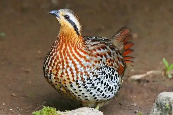 竹鸡是我国"三有"保护动物,即有益的,有重要生态价值,有科学研究价值